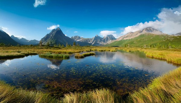 Quels sont les meilleurs spots pour observer les lions en liberté en Tanzanie ?