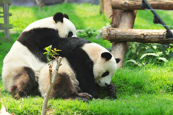 Où trouver les meilleurs spots pour l'observation des pandas géants en Chine?